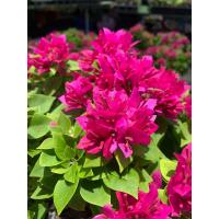 ราคา เฟื่องฟ้าแคระ เฟื่องฟ้าสาวิตรี สีชมพูบานเย็น Bougainvillea ต้นไม้กระดาษ ต้นสูง 35 CM กระถาง 8 นิ้ว เป็นไม้พุ่ม ดอกออกตลอดทั้งปี สีสรรสวยงาม ทรงสวย ทำเป็นต้นไม้บอนไซได้ ต้นไม้ทุกต้นแข็งแรง รับประกันการ