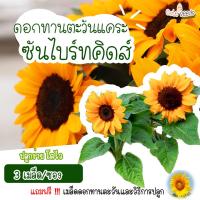 ราคา เมล็ดพันธุ์ดอกทานตะวัน ซันไบร์ทคิดส์ 5 เมล็ด อัตราการงอก95 ปลูกง่าย โตไว มีของแถมเป็นเมล็ดผักกวางตุ้งทุกออเดอร์ (12254235386)