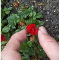 ราคา 30 เมล็ด เมล็ดพันธุ์ ดอกกุหลาบ สีแดง พันธุ์แคระ กุหลาบจิ๋ว Rose Seeds (8455528571)