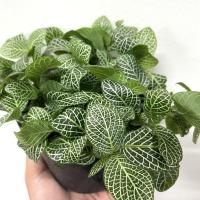 ราคา ต้นลายเงิน พรมออสเตรเลีย มาในกระถาง 5 6 นิ้ว พร้อมตั้ง (17340953033)