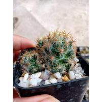 ราคา แคคตัส กระบองเพชร cactus (15575012369)