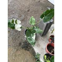 ราคา ต้น เสน่ห์จันทร์ประกายดาว โอกินาวา (18963961989)