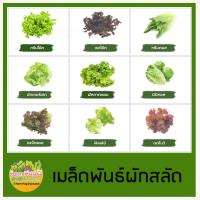ราคา เมล็ดผักสลัด 100 เมล็ด งอกดี เมล็ดพันธุ์ผักสลัด (15856606353)
