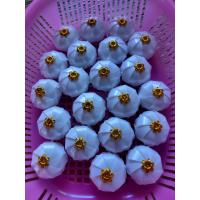 ราคา เหรียญโปรยทานลูกจันสีขาวล้วน 50ชิ้น งานตัวเปล่า (21028519696)