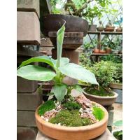 ราคา ต้นกล้วยแคระ ต้นกล้วยหอมแคระ ไม้ประดับมงคล ประจำบ้าน เป็นกล้วยแคระ ที่นิยมปลูกเป็นไม้ประดับ ต้นสูง 35 45 ซม จัดส่งในกระถาง 4 นิ้ว มีผลทานได้ โตเต็มที่สูง 1 เมตร เป็นพันธ์หายาก โตช้า เหมาะเป็นไม้ประดับ
