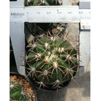ราคา เมโล Melocactus ขนาด 5 6 ซม ไม้เมล็ด ต้นกระบองเพชร ต้นแคคตัส แคคตัส กระบองเพชร (17431109571)