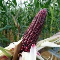 ราคา เมล็ดพันธุ์ ข้าวโพดหวานม่วง ทับทิมสยาม ข้าวโพดนมสดม่วง ข้าวโพดอัญชัน ทานดิบได้ 10 เเถม 1 คละได้ (20783273557)
