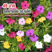 ราคา เมล็ดพันธุ์ ดอกบานเย็น 50 เมล็ด ดอกสวยคละสี (17702104106)