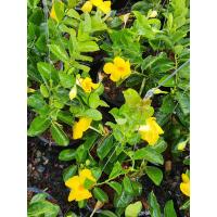 ราคา จันทร์กระจ่างฟ้าHammock Yellow dipladenia Wild allamanda ในกระถาง 8นิ้ว จันทร์กระจ่างฟ้า ที่ได้ชื่อว่าเป็นตัวแทนจากดวงจันทร์เสริมสร้างความเป็นความเป็นสิริมงคลให้แก่ชีวิต และจะทำให้ผู้ปลูกหรือผู้อาศัยม