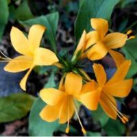 ราคา เมล็ดอังกาบหนูต้นอังกาบหนูดอกสีเหลือง หรือ อังกาบเหลือง หายาก ชุด10เมล็ด (10696805426)