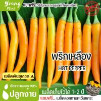 ราคา เมล็ดพันธุ์พริกเหลือง จำนวน 90 เมล็ด อัตราการงอก95 ปลูกง่าย โตไว แถมฟรี เมล็ดดอกทานะตะวันจิ๋ว (12261882488)
