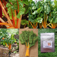 ราคา เมล็ด เมล็ดสวิสชาร์ด สีส้ม Swiss Chard Orange 15 100 เมล็ด สวิสชาร์ด สวิสชาร์ต เมล็ดพืชสวนครัว ผัก สวนครัว เมล็ดพันธุ์ (12447771676)