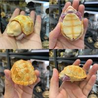 ราคา bighead series snipping turtle figurines recast โมเดลเต่าตัวเล็ก (14422396732)