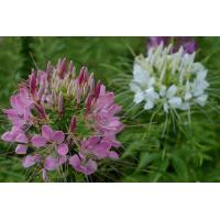 ราคา ดอกเสี้ยนฝรั่ง50เมล็ด (10697293963)