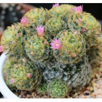 ราคา เมล็ดแมมขนนกเหลือง เมล็ดแคคตัส เมล็ดกระบองเพชร (9480870457)