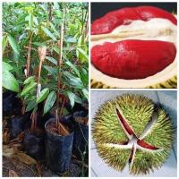 ราคา ต้นทุเรียนแดงอินโด สายพันนำเข้าจากอินโด ต้นขนาด 45 75 ซม (21008747266)