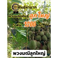 ราคา ต้นทุเรียน พวงมณี ลูกใหญ่ หายาก 5 ต้น 1200 บ (1612146431)