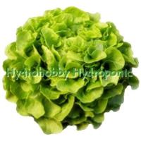 ราคา เมล็ดผักสลัด กรีนโอ๊ค ซองใหญ่ 1000 เมล็ด สินค้ามีพร้อมส่ง กดติดตามร้านค้ามีส่วนลดเพิ่ม (14597626354)