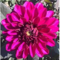 ราคา 1 เหง้า ชุด รักเร่ Dahlia Bulb สายพันธุ์ Purple Flame หัวรักเร่ ดอกไม้ หัวหน่อ เหง้า นำเข้า เนเธอร์แลน หัวสดใหม่ (9126509374)