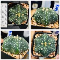 ราคา แอสโตรไฟตัม สตาร์เชฟ ปลาดาว ปลาดาวจีน ยามาโมโตะ Star shape Astrophytum Cactus กระบองเพชร (20956899696)