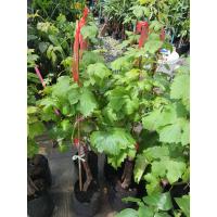 ราคา ต้นพันธุ์องุ่นไร้เมล็ด สกาล็อตต้า ลูกแดง หวาน หอม กรอบ (17669272067)