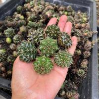 ราคา Gymno ยิมโนเขียว มีเชื้อด่าง ทีเร็กซ์ แอลบี ขนาด 2 3cm (18664831564)