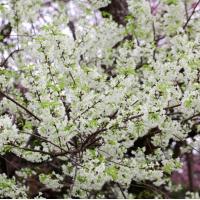 ราคา เมล็ดพญาเสือโคร่งสีขาวแท้15เมล็ด (19178365795)