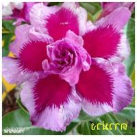 ราคา 12 เมล็ด เมล็ดพันธุ์ ชวนชม สายพันธุ์ไต้หวัน ดอกสีม่วง Adenium Seeds กุหลาบทะเลทราย Desert Rose ราชินีบอนไซ อัตรางอก 80 90 มีคู่มือปลูก (8978279215)