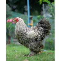 ราคา ไข่เชื้อ ไก่บราม่า สีบาร์เกรดสวยงาม ไก่ยักษ์ Brahma ประกันเชื้อและแตก 100 เก็บทุกวัน ไม่เลือดชิด สวยแข็งแรงพ่อแม่คัดพันธุ์มาดี (21093594723)