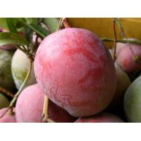 ราคา ต้นมะม่วงแก้มแดง มะม่วงสาวแก้มแดง มะม่วงโบราณ หายากมาก ตอนยังไม่สุกรสชาติจะเปรี้ยวแต่ไม่มากเหมาะกับการทานเป็นมะม่วงน้ำปลาหวาน จัดส่งพร้อมถุง 8 นิ้ว ลำต้นสูง 90 100ซม (20978544284)