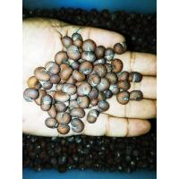 ราคา ขายส่ง เมล็ดเบาบับ Baobab Tree ต้นขวด bottle tree ต้นไม้แห่งชีวิต the tree of life ต้นไม้มหัศจรรย์ ต้นขนมปังลิง monkey bread tree ต้นไม้กลับหัว Upside down Tree (608320067)