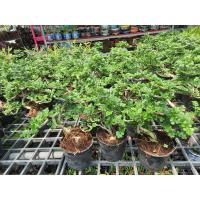 ราคา ต้นมะสัง บอนไซBon Sai ไม้ยืนต้น Feroniella lucida Scheff Swingle ไม้ยืนต้น ไม้ดัดสวยงามไม้บอนไซที่นิยมนำมาทำไม้ดัด ในกระถาง 3 นิ้ว (13502098398)