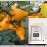 ราคา เมล็ดมะเขือการ์ตูน ซื้อ 10 แถม 1 คละอย่างได้ (4625422321)