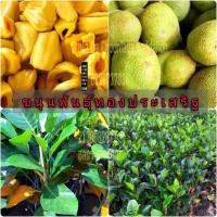 ราคา ขนุนทองประเสริฐ ต้นขนุน กิ่งพันธุ์ขนุน2 3ปีได้กินลูก กิ่งทาบ ขนาดจัดส่ง60 70ซม ต้นสวยพร้อมลงปลูก (13032314745)