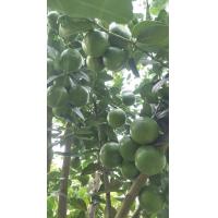 ราคา ขายกิ่งพันธุ์มะนาวแป้นสุขประเสริฐกิ่งละ 78 บาทกิ่งพันธุ์ 60 90 cm เปลือกบางน้ำเยอะทนโรคแคงเกอร์กลิ่นหอมปลูกได้ทุกที่ทุกจังหวัดครับรับประกันสายพันธุ์แท้ (11297207895)