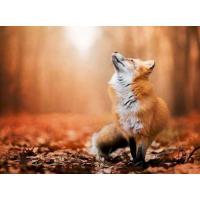 ราคา RUOPOTY ภาพวาดด้วยตัวเลขสำหรับผู้ใหญ่พร้อมกรอบชุด Diy ภาพวาดสิงโตด้วยมือระบายบนผ้าใบระบายสีตามหมายเลขการวาด (20621072306)