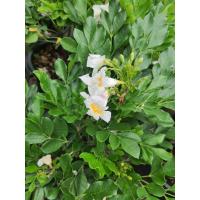 ราคา ต้นดอกปีบ ปีบจีน ปีบยูนานไม้ดอกหอมต้นนี้ เป็นไม้ดอกที่รักมากอีกต้นนึง ด้วยดอกที่สวยสะดุดตาถูกใจมากมายแล้วยังมีกลิ่นหอมเย็นชื่นใจทั้งวันทั้งคืน ดอกไม้ที่เพอร์เฟคสุกระถาง11นิ้ง (8293202692)