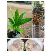 ราคา ต้นหมากเตี้ย พันธุ์เตี้ยแท้ ลูกใหญ่ติดผลดก ซื้อ 3 ต้นแถม 1 ต้น (16497693948)