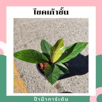 ราคา ต้นโชคเก้าชั้น มาในกระถางพร้อมตั้ง (17340667845)