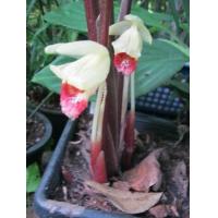 ราคา 1 เหง้า เหง้าสด พญาไก่แดงพม่า หายากมาก (9126583944)