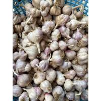 ราคา กระเทียมไทย กระเทียมกลีบม่วง กระเทียมแต่งสวยตัดราก ถุง1กก คละไซซ์ (14602223570)