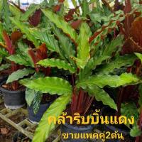 ราคา ต้นคล้าริบบิ้นแดง คล้าเรียกเงินเข้าบ้าน คล้าริบบิ้นแดง ไม้ฟอกอากาศ ใส่กระถาง 6นิ้ว ขายแพค 2ต้น (16350803285)
