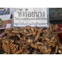 ราคา 3เหง้า ว่านห้าร้อยนาง ใช้ในทางเมตตามหานิยม โดยเอาหัวว่านหรือดอก ของว่านนี้ไปแช่น้ำมันจันทน์อย่างดี หรือจะใช้บดให้ละเอียด แล้วไปผสมกับสีผึ้งทาปาก เจริญเมตตามหานิยม (20986946753)