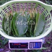 ราคา ราคาถูกที่สุด กระท่อม ใบกระท่อม สมุนไพร สด สะอาด ปราศจากยาฆ่าแมลง เก็บสดจากต้นทุกใบ พร้อมส่ง (16169364964)