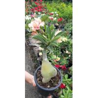 ราคา ต้นชวนชม ดอกซ้อน สีเหลือง ทรงบอนไซ ชวนชมบอนไซ ซินแสเป็นหนึ่งแนะ ชวนชมเป็นไม้มงคลปลูกแล้วรับทรัพย์ รับโชค รับความสุข ปลูกไว้ในบ้านจะทำให้คนในบ้านได้รับความนิยมชมชอบ มีเสน่ห์ มีชื่อเสียง ขนาดและดอกตามรู