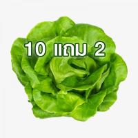 ราคา 10 แถม 2 บัตเตอร์เฮด ถูกที่สุด 7บ เมล็ดพันธุ์ผักสลัดบัตเตอร์เฮด 100 เมล็ด งอกง่าย โตไว พุ่มใหญ่ ทานอร่อย (19104409575)