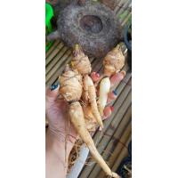 ราคา หน่อ ปรงชะเมา Cycas chamaoensis หายากมาก นานๆจะมาสักที มีจำนวนจำกัด เนื่องจากต้นโตช้ามาก (9126669721)