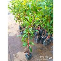 ราคา ต้นละมุดกะสวยมาเลย์ ต้นละมุดสาลียัก (19996051053)