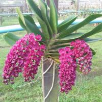 ราคา ช้างแดง กล้วยไม้ 4 คู่ใบ กระถาง 4 นิ้ว ดอกธ ค ม ค กล้วยไม้ช้าง กล้วยไม้สวยๆ กล้วยไม้ถูกๆ กล้วยไม้ถูกๆ ร้านกล้วยไม้ 2023 (16579068713)