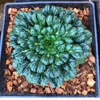 ราคา เมล็ดพันธุ์กวางตุ้งดอกไม้ไฟ แทดฉ่อย Tat Soi เมล็ดใหม่คัดพิเศษ รับประกันการงอก จำนวน 1000 เม็ด (13651191909)